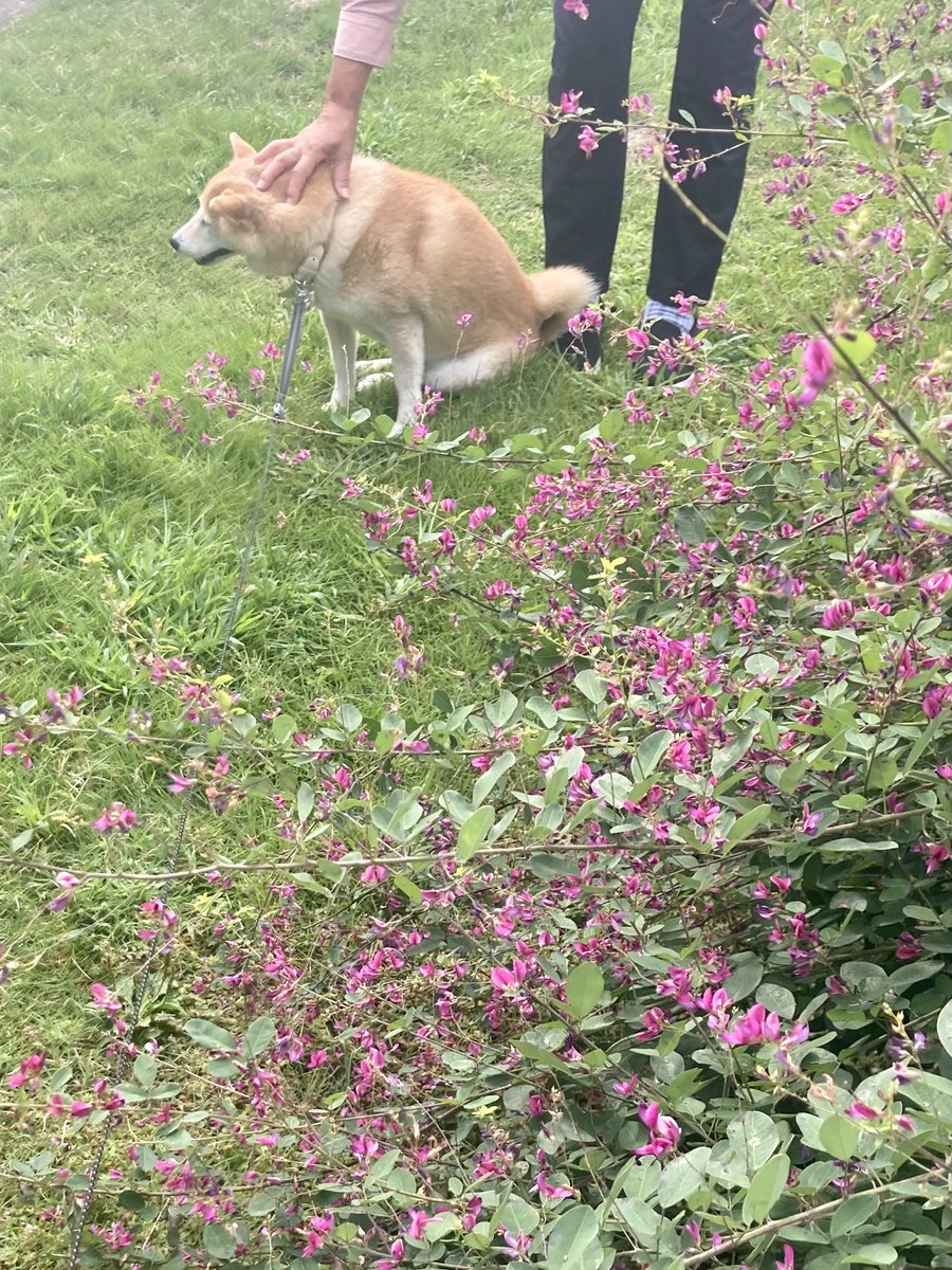 inu_10kg's tweet photo. おはようさん
母に頭撫でられる犬みて今日も一日なんとか https://t.co/Z5KJuLq0vf
