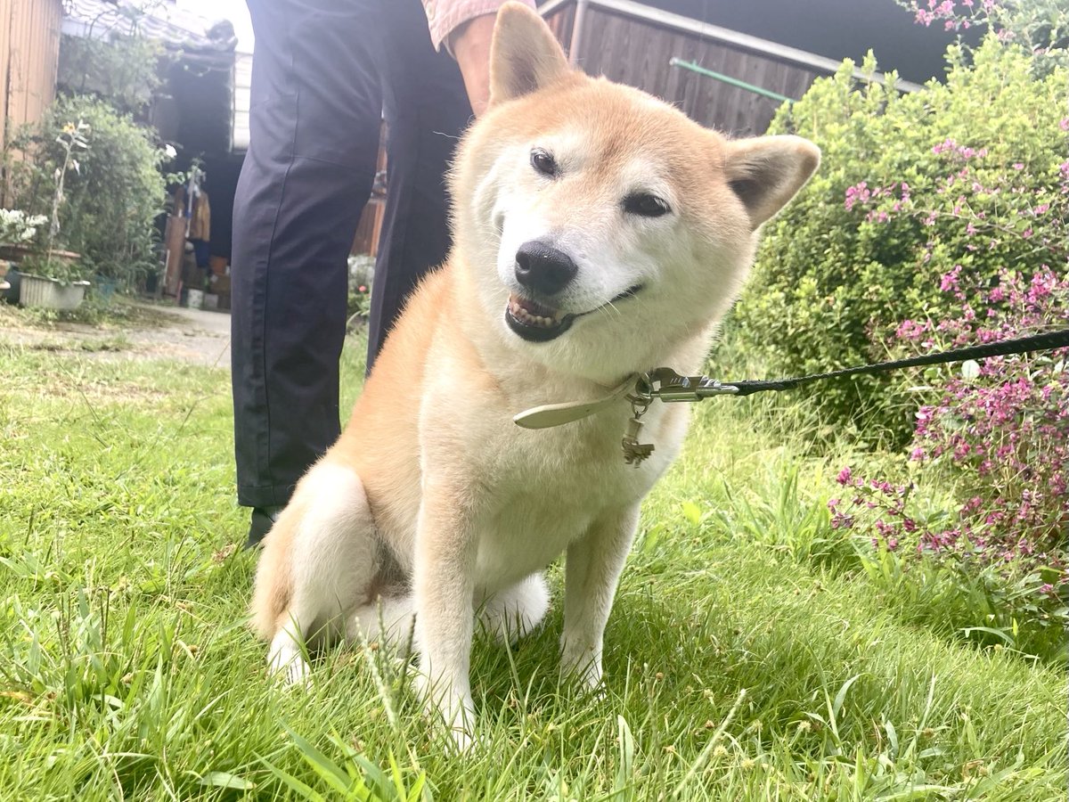 inu_10kg's tweet photo. おはようさん
母に頭撫でられる犬みて今日も一日なんとか https://t.co/Z5KJuLq0vf