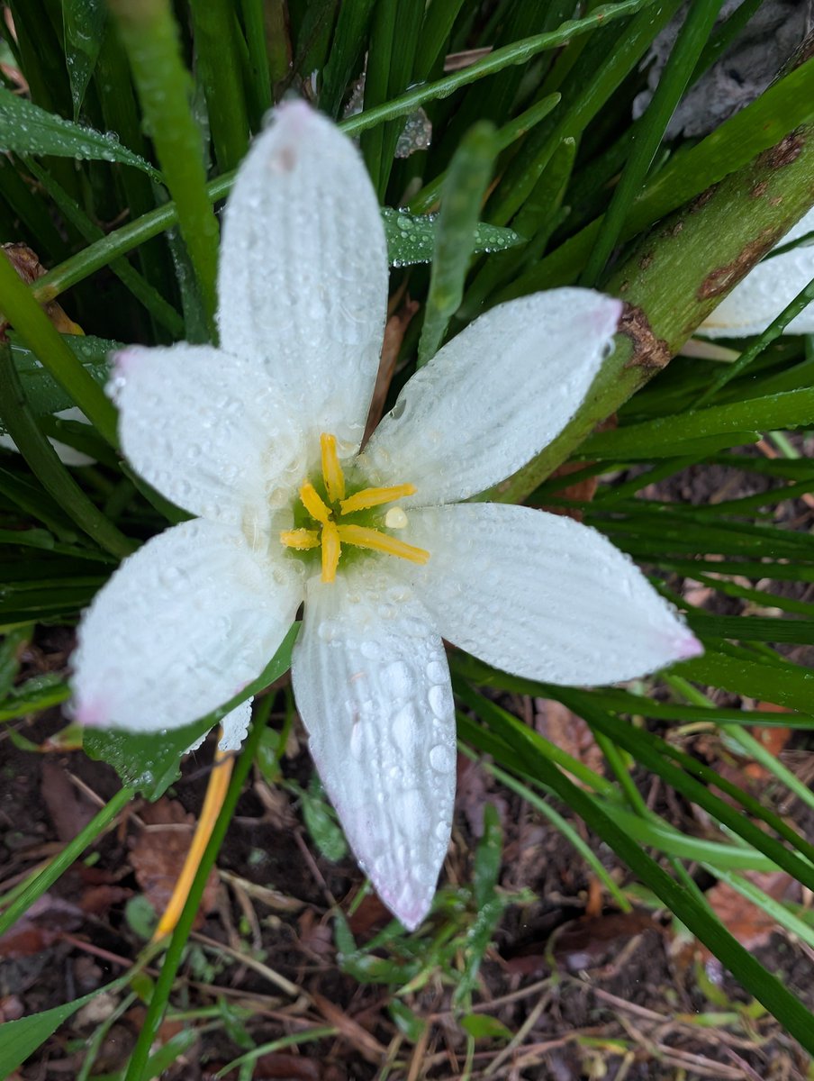 harikyumaron's tweet photo. 小雨に負けずに朝散歩🌂

唐綿（アスクレピアス）としっとり濡れたタマスダレ（レインリリー）

レインリリーは、雨（rain）の後にユリ（lily）のような花を咲かせることからその名がついたそうです🌸

 #アスクレピアス
#タマスダレ #レインリリー https://t.co/Wdr39ixmjc