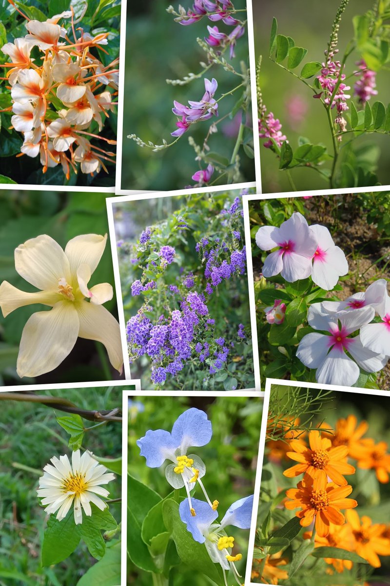 M7mBn5UK1Zips3J's tweet photo. おはよう御座います🤗

秋の花のコラボꔛꕤ*｡ﾟ

今日も宜しくお願いします https://t.co/ZqNbYunjcE
