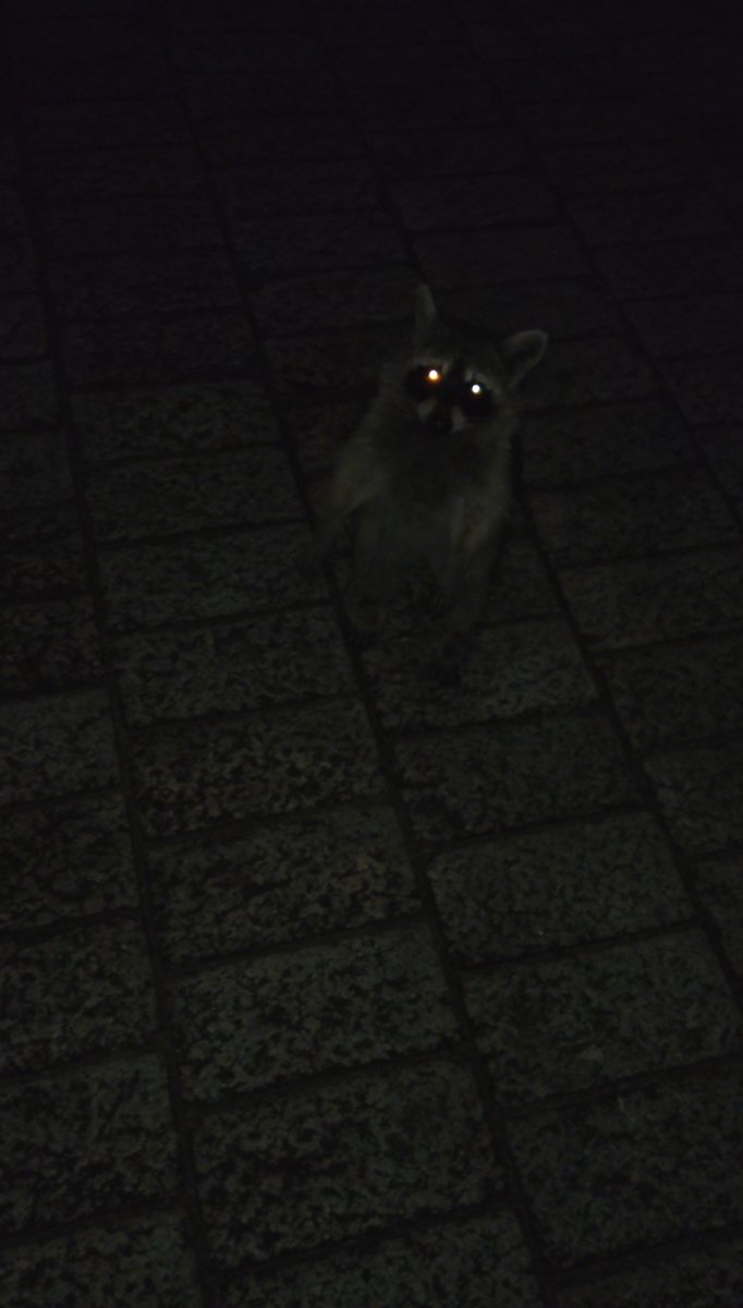 ajoxsixxx's tweet photo. 今日は6回目か7回目の釣りで多少まともになってきて竿と糸を専門品に替えたから根掛かりのまえの何かにぶつかる感触がわかるから根掛かり率も下がったし、糸の結び方もうまくできてたみたいで重たいゴミ袋をはじめて釣り上げた。次は飛距離がなさすぎてワンピースまで届かないから糸を挑戦的な細さにし https://t.co/pZ4NGizcnW