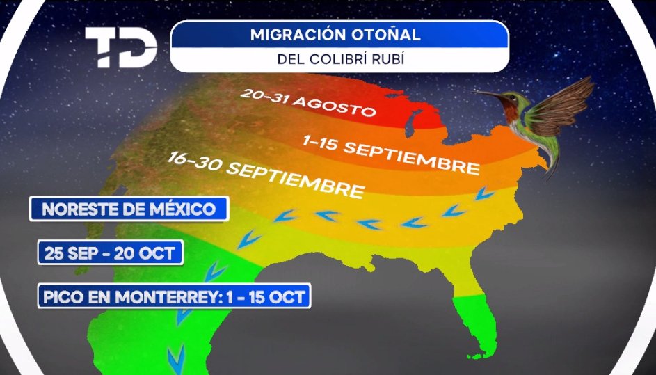 nelvaldez's tweet photo. 🐦En estos días comienzan ya a llegar a #NuevoLeón la avanzada de los #Colibríes migratorios que vienen del Sur de Canadá. Entre fines de septiembre y primera quincena de octubre se verá el máximo de ellos. 

¡Recíbelos con palntas florales en tu jardín y ayúdalos a recuperar energía!❤️🧡

#Telediario #ClimaDel6