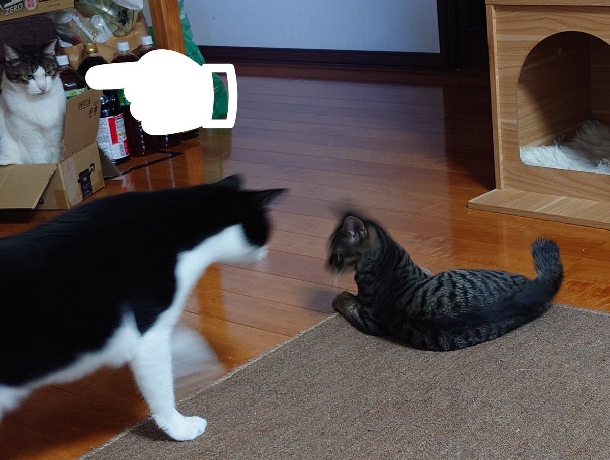soraranjp's tweet photo. なんでこのカーペットのはしっこ
みんな好きなんだろうな

って思って撮ってたら
しれっとダンボールに入ってた🤣
そのダンボール小さくない? https://t.co/GID67m57D0