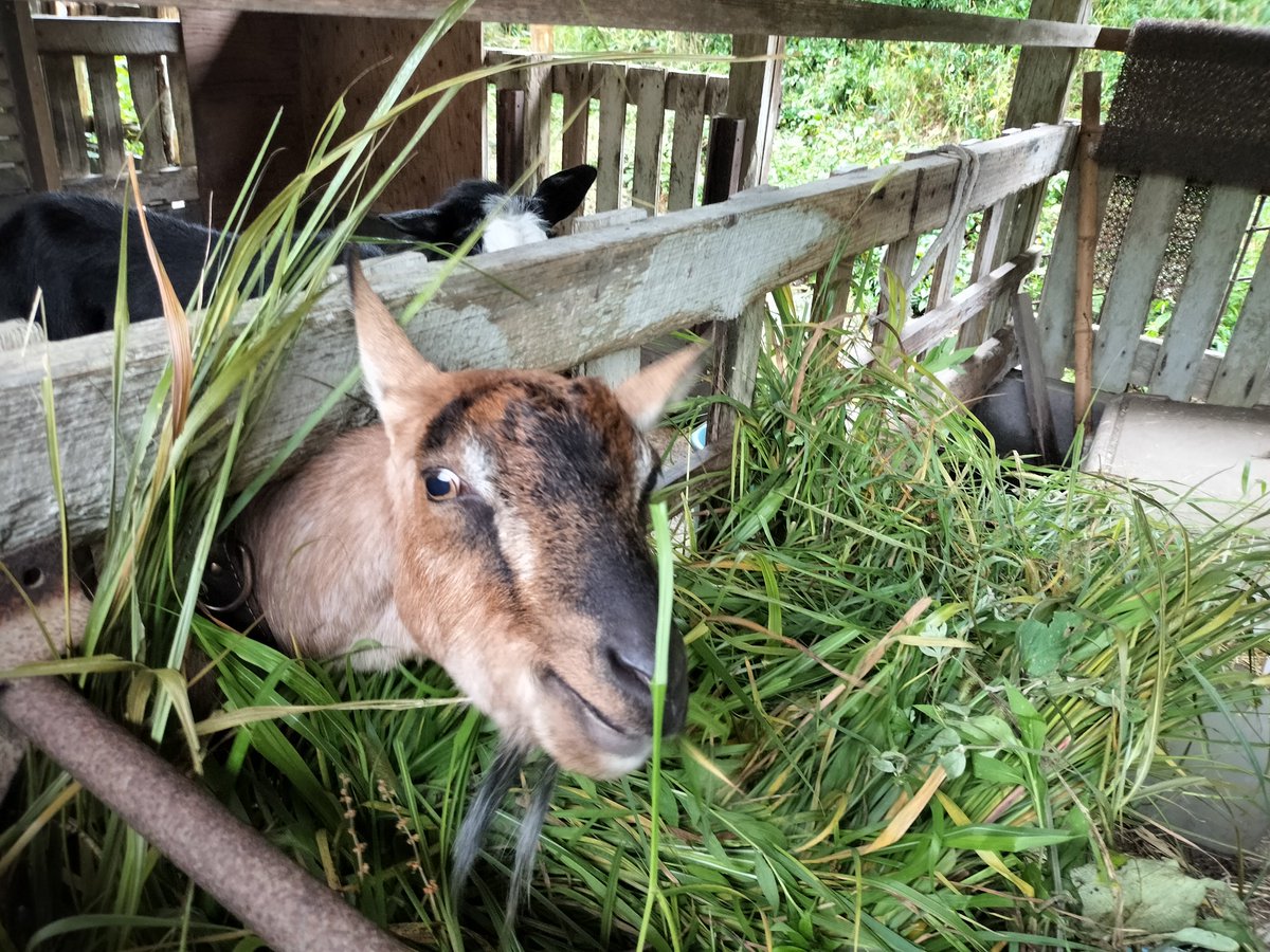 kikuchi99x's tweet photo. 雨

#おはようございます　

#ヤギ　#goat https://t.co/XEOBQCKmvv