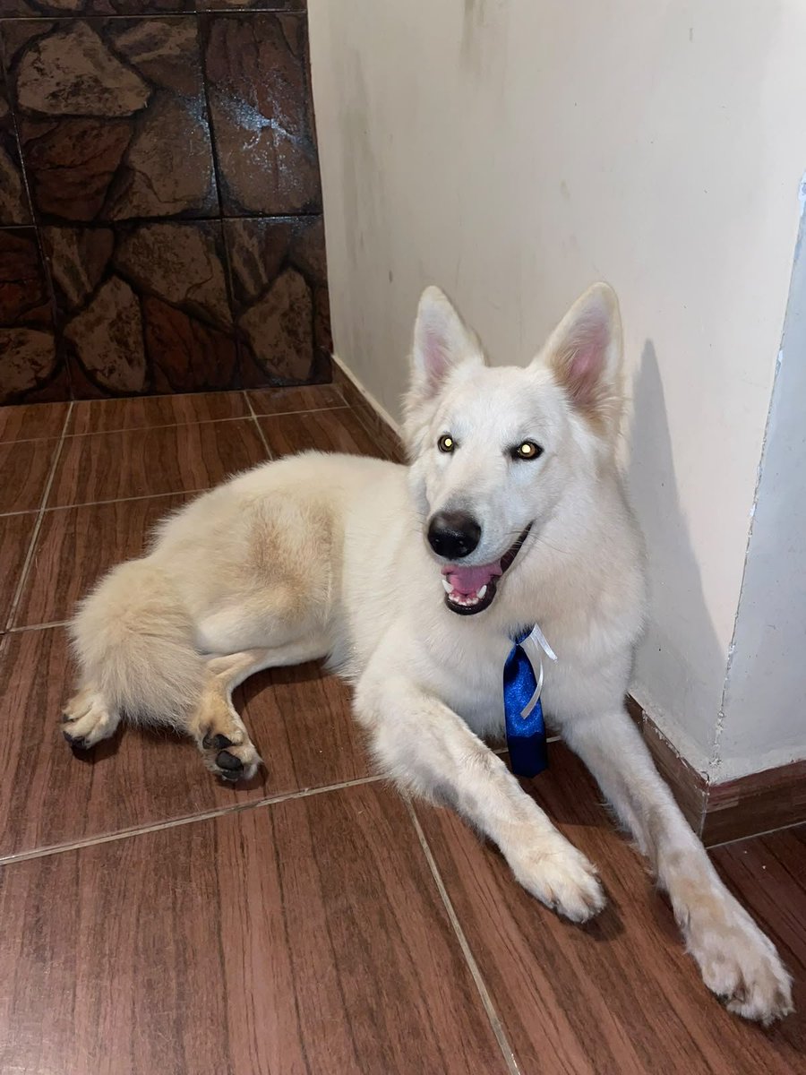 TiFaNiiii's tweet photo. Una vez más.. vienen brasileros y cuando se tienen que mudar le abandonan a su perro.. no les importan si es de raza o un firulais..
Este pastor suizo blanco busca un dueño digno que le ame y le cuide como se debe.. 
Se contactan conmigo al 0961856801 y paso contacto.. https://t.co/bceLACULlw