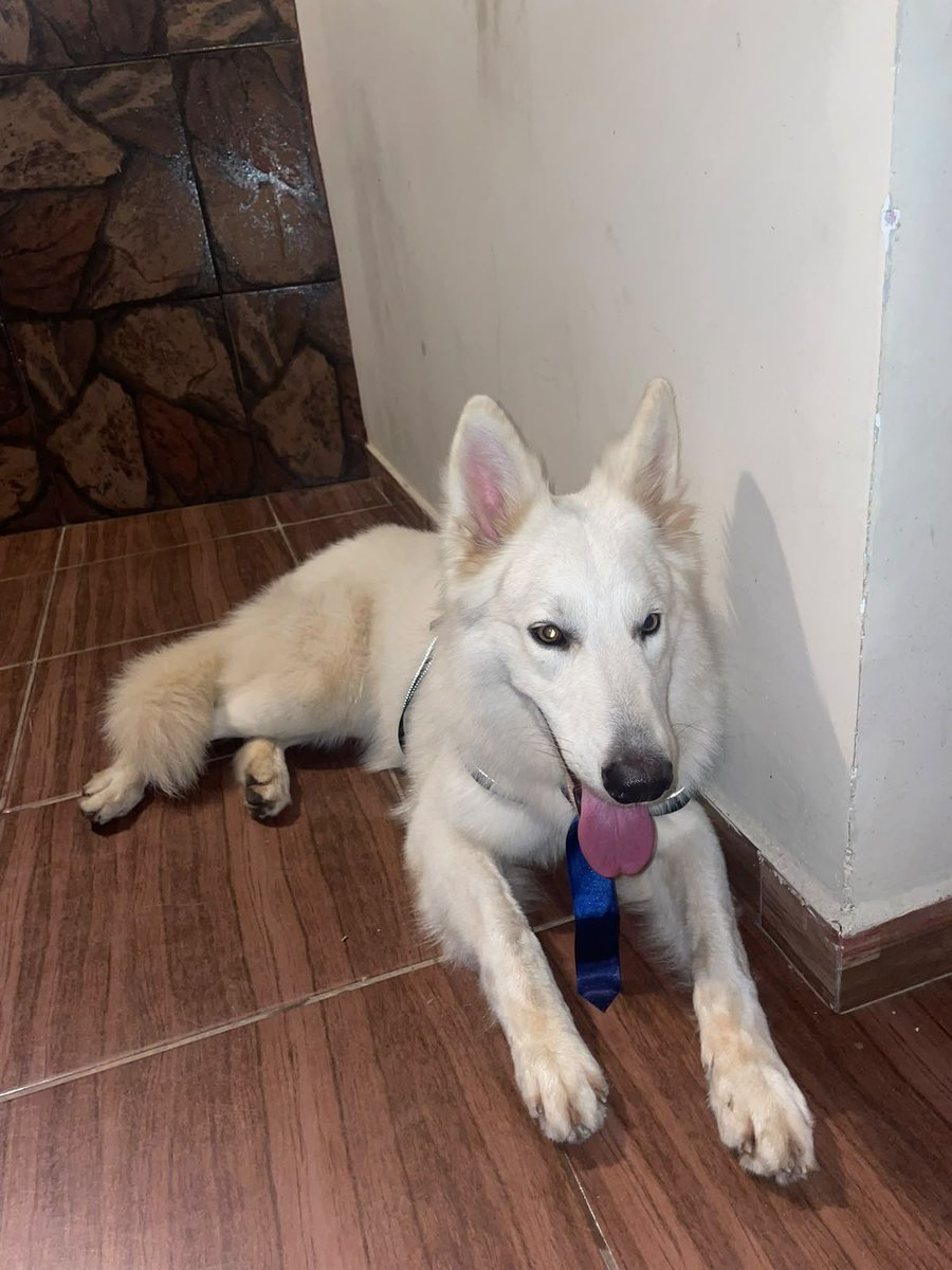 TiFaNiiii's tweet photo. Una vez más.. vienen brasileros y cuando se tienen que mudar le abandonan a su perro.. no les importan si es de raza o un firulais..
Este pastor suizo blanco busca un dueño digno que le ame y le cuide como se debe.. 
Se contactan conmigo al 0961856801 y paso contacto.. https://t.co/bceLACULlw