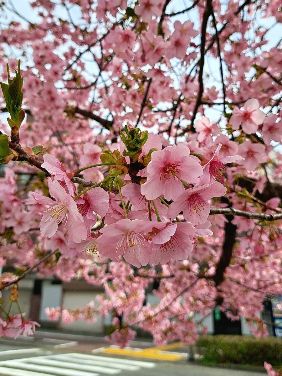 ParticiaTacj's tweet photo. A Sneak Peek of Spring: Kawazu Cherry Blossoms in Kyoto

Strolling along Shimei Dōri, Kawazu cherry blossoms brighten chilly March with vivid pink petals. A symbol of life’s fleeting beauty and new beginnings, they hint at the sakura season to come. https://t.co/Vl3sz6YOut