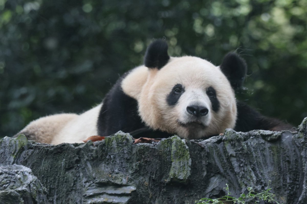 nami73panda's tweet photo. 腹しか見えないへそ天で締めくくられると思ったら、帰る時間の2分前にお顔を見せてくれました🐼💕
ありがとうシャンシャン🐼💕
2026.9.15
#シャンシャン　#香香　
#中国大熊猫保护研究中心雅安基地 https://t.co/UiFEl15HTm