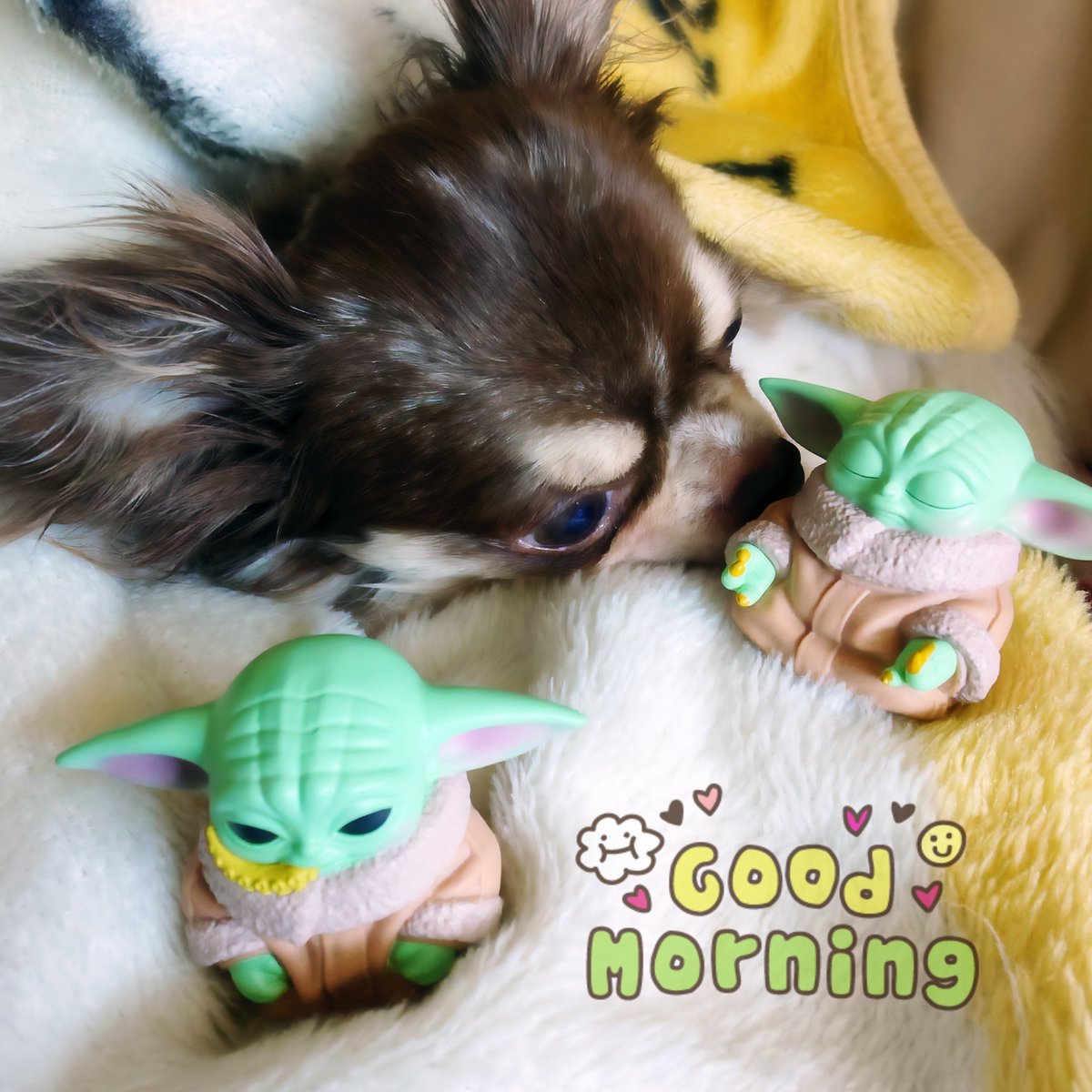 marimomaman's tweet photo. おはようございます(๑́⌯ꇴ⌯)ﾉ🌤️️
今朝はいちだんと寒いですね🥶💦わが家のつむぎ🐕､まだ毛布にくるまって動く気配がありません😂
今日は仕事定休日ですが所用があり出掛けなきゃならなくて…休んだ気がしない1日になりそうです😮‍💨

リクエスト🙏
#odol 🥸 × #RyuMatsuyama 🥸
歌うたう

#カツモニ https://t.co/X6HBtJfq0i