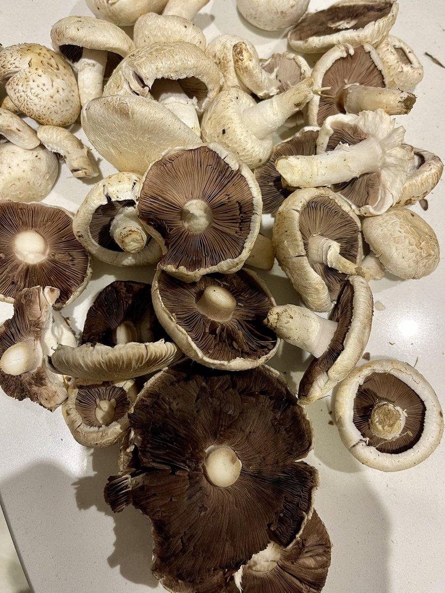 AngelikaHTCG's tweet photo. #supper 😋 lots of #mushrooms in the fields at the moment 🍄🟫 #champignon #foraging #fungi https://t.co/y4ohbybvVX