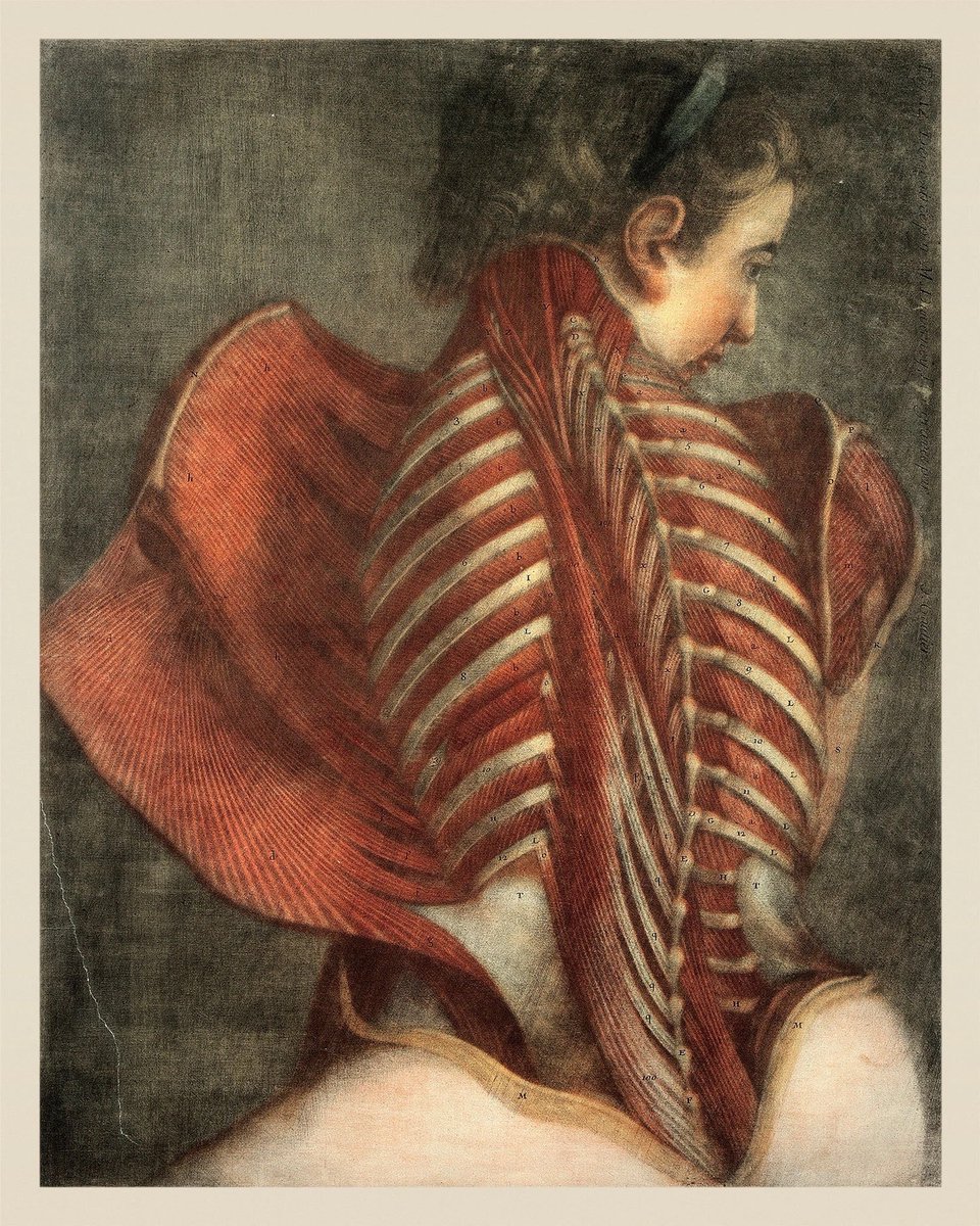 Fleshtoplay's tweet photo. Jacques-Fabien Gautier d'Agoty - L'Ange anatomique (The Anatomical Angel) &amp; Essai d'Anatomie (1745) https://t.co/8zldbOOh7B