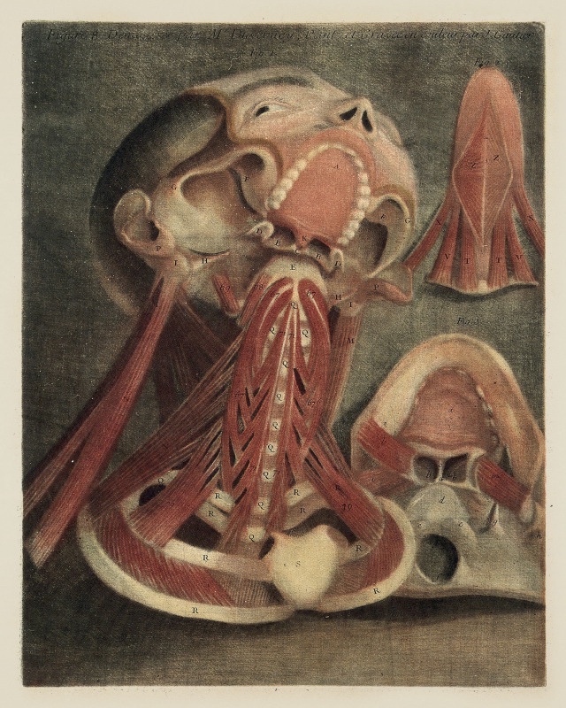 Fleshtoplay's tweet photo. Jacques-Fabien Gautier d'Agoty - L'Ange anatomique (The Anatomical Angel) &amp; Essai d'Anatomie (1745) https://t.co/8zldbOOh7B