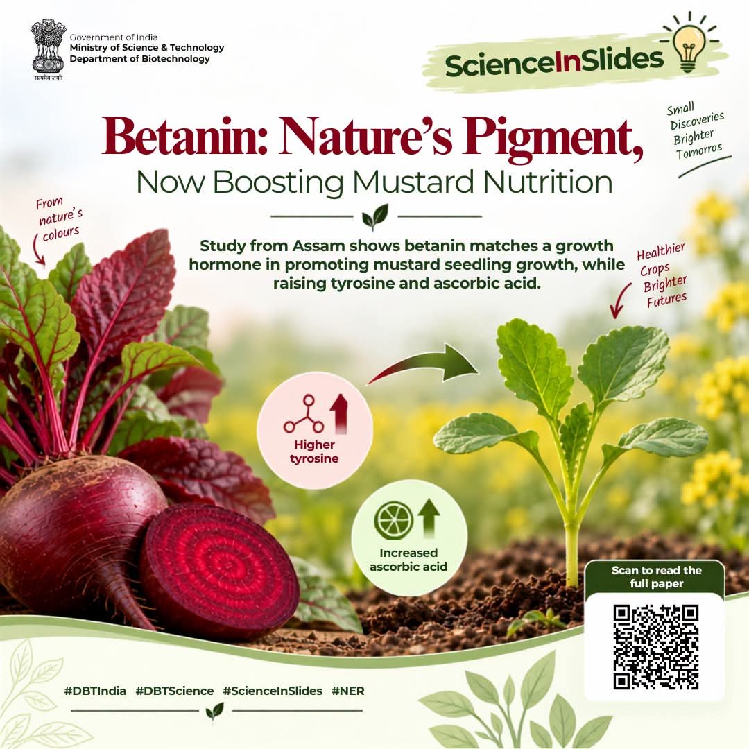 AskDrShashank's tweet photo. Can beetroot's red pigment make your mustard greens more nutritious? Researchers at Gauhati University, Guwahati tested betanin and amaranthin. The natural pigments that give beetroot and amaranth their colour on mustard ( Brassica campestris ) seedlings. Betanin boosted tyrosine and vitamin C levels and promoted growth as effectively as a plant hormone! This  study opens doors to pre-harvest treatments that could naturally enhance the nutritional quality of everyday crops. 

#BiotechIndia #ScienceInSlides #NERScienceFeature #PlantScience #Nutrition 

Dr Jitendra Singh | 
BRIC DBT | 
BRIC - National Centre for Cell Science | BRIC - CDFD | BRIC-National Institute of Animal Biotechnology- NIAB | National Brain Research Centre | BRIC-National Institute of Immunology | DBT-Rajiv Gandhi Centre for Biotechnology | International Centre for Genetic Engineering and Biotechnology, New Delhi | BRIC-National Agri-Food and Biomanufacturing Institute | Dbt-Ibsd | Institute of Life Sciences, Bhubaneswar | Institute for Stem Cell Science and Regenerative Medicine | DBT - National Institute of Biomedical Genomics | Translational Health Science and Technology Institute | BRIC - National Institute of Plant Genome Research, India | DBT-Birac | CSIR NISCPR-Oғғɪᴄɪᴀʟ Pᴀɢᴇ