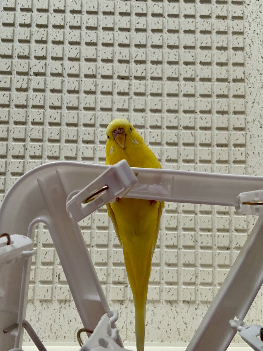 yamazaki519's tweet photo. 部屋干しの日の遊び方🐤 https://t.co/k5Yz8T7Rs3