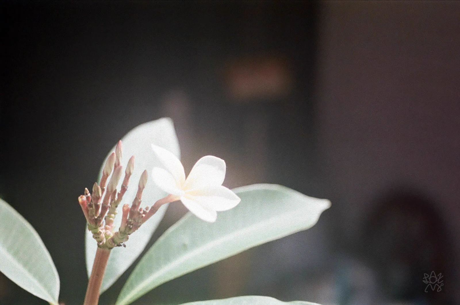 Petri orikkor 28mm HALFフィルムカメラ(訳あり) 🟠くらかめれっど🟠 on X: 