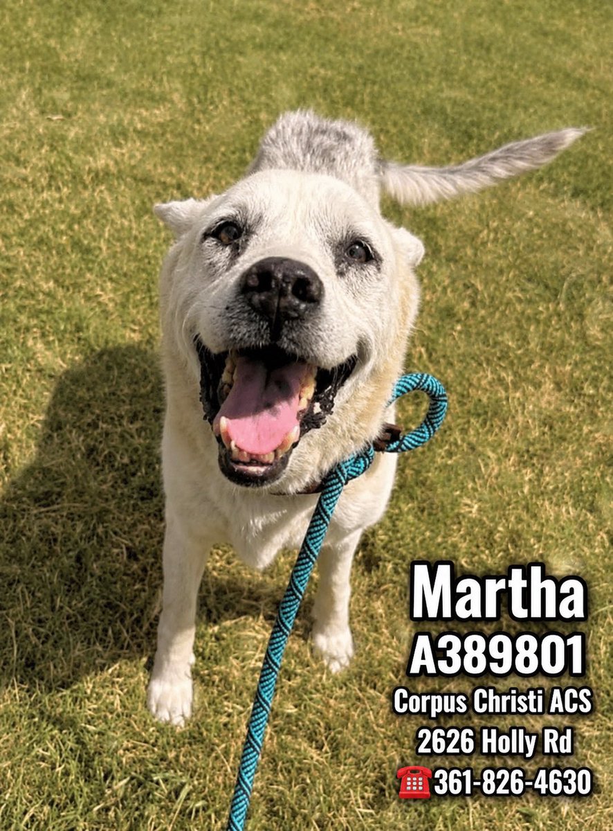 shannon_fla's tweet photo. ๐Martha #A389801 is in trouble at #CorpusChristiACS ๐
Martha is very sweet and very adoptable. Martha is 9 yrs old and still playful but she has left the puppy stuff in the rear view mirror. This is such a plus for adoption! But CCACS sees her as a target because of this! Martha could be killed anytime at CCACS
She is fully vetted/ spayed and HW-!
Please pledge for her rescue before it is too late!
