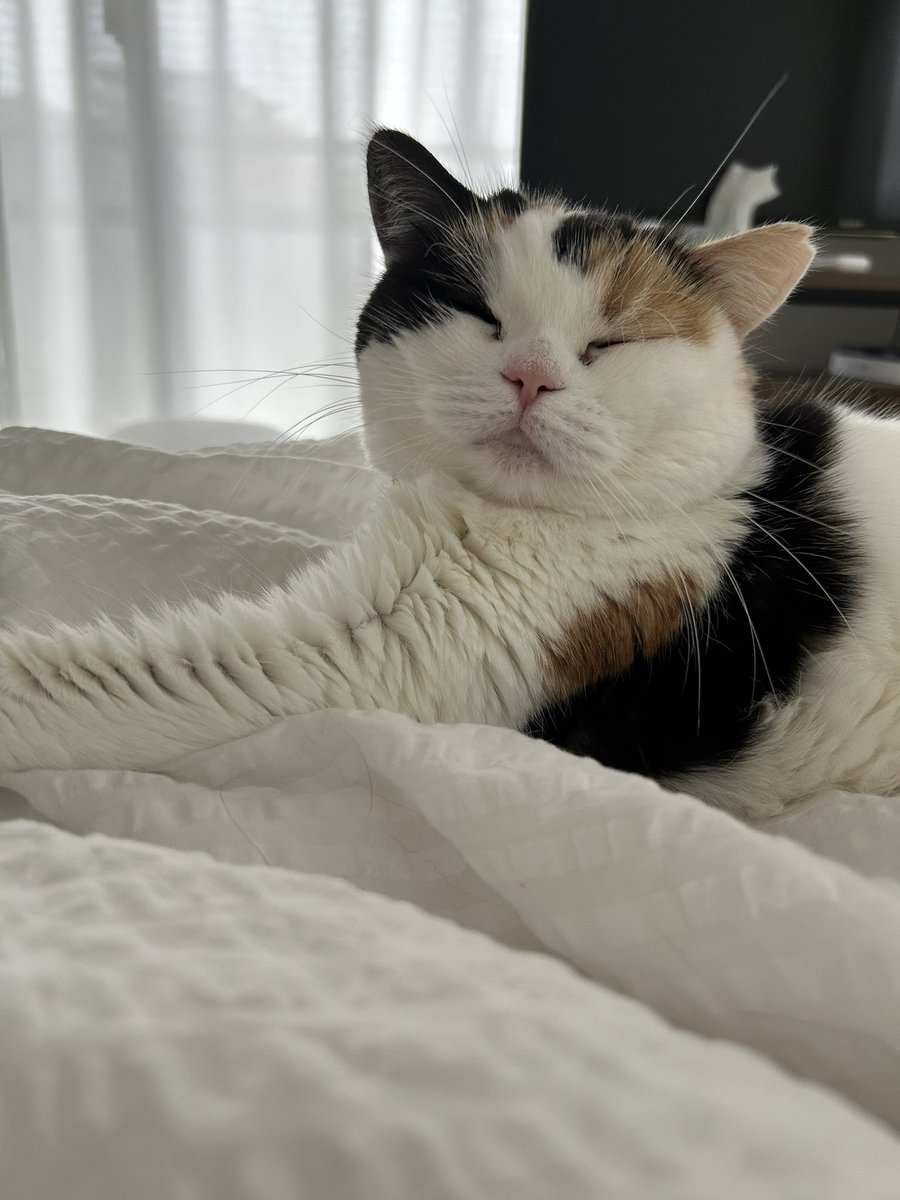mofmof_bibi's tweet photo. 眠たいよね〜🥱

#猫 #ねこかわいいね https://t.co/3oPjHkb5Iq