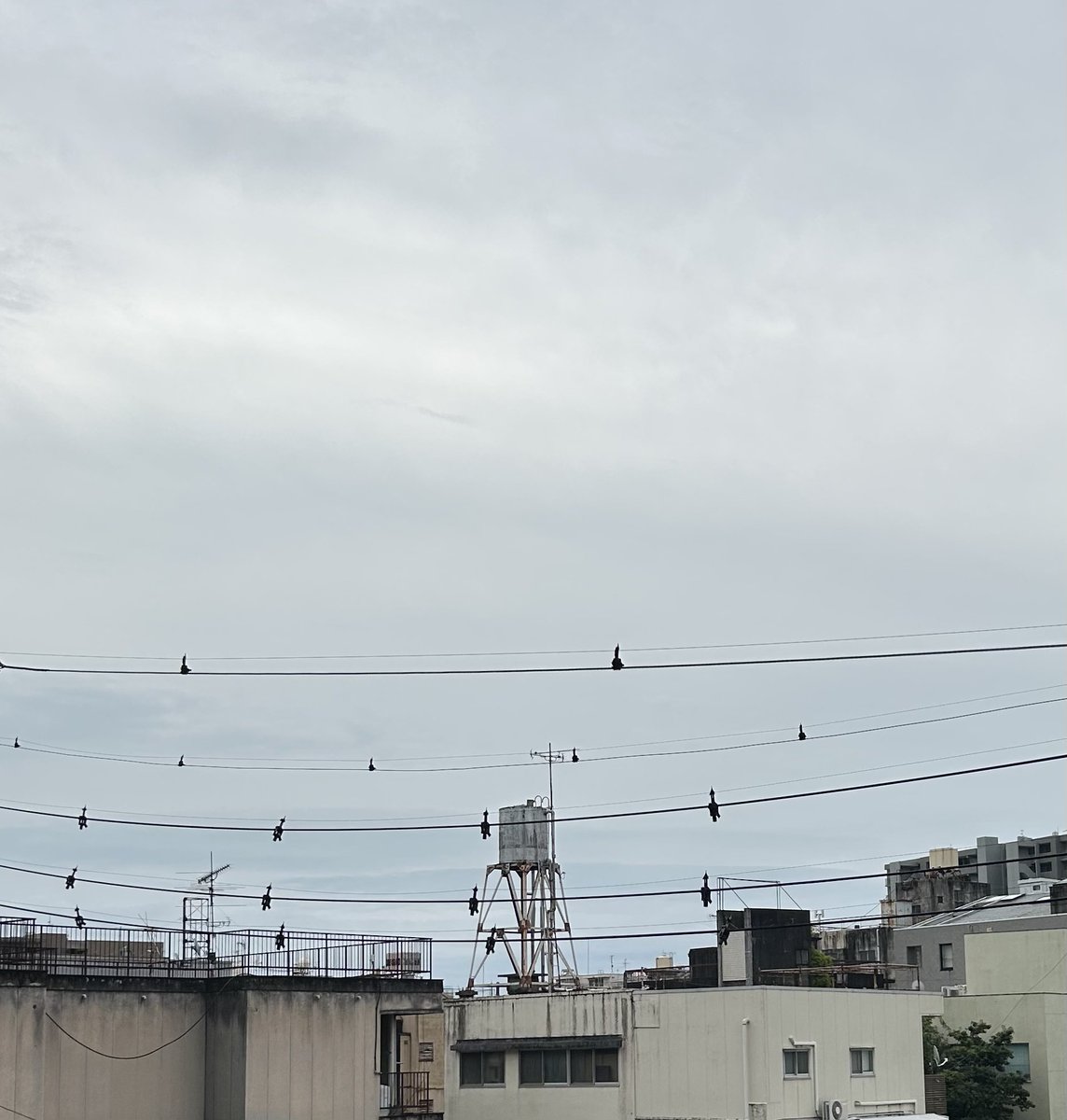 ryouteiokami's tweet photo. おはようございます。今日も大垣は曇り空。毎日なかなか晴れませんね。空がどんよりして��ると、なんとなく気持ちまでどんより。そろそろ青空と太陽が見たい！今日こそ少しでも晴れてくれるかしら。
#企業朝の挨拶 #大垣 #おはようございます https://t.co/IIMKFJbns9