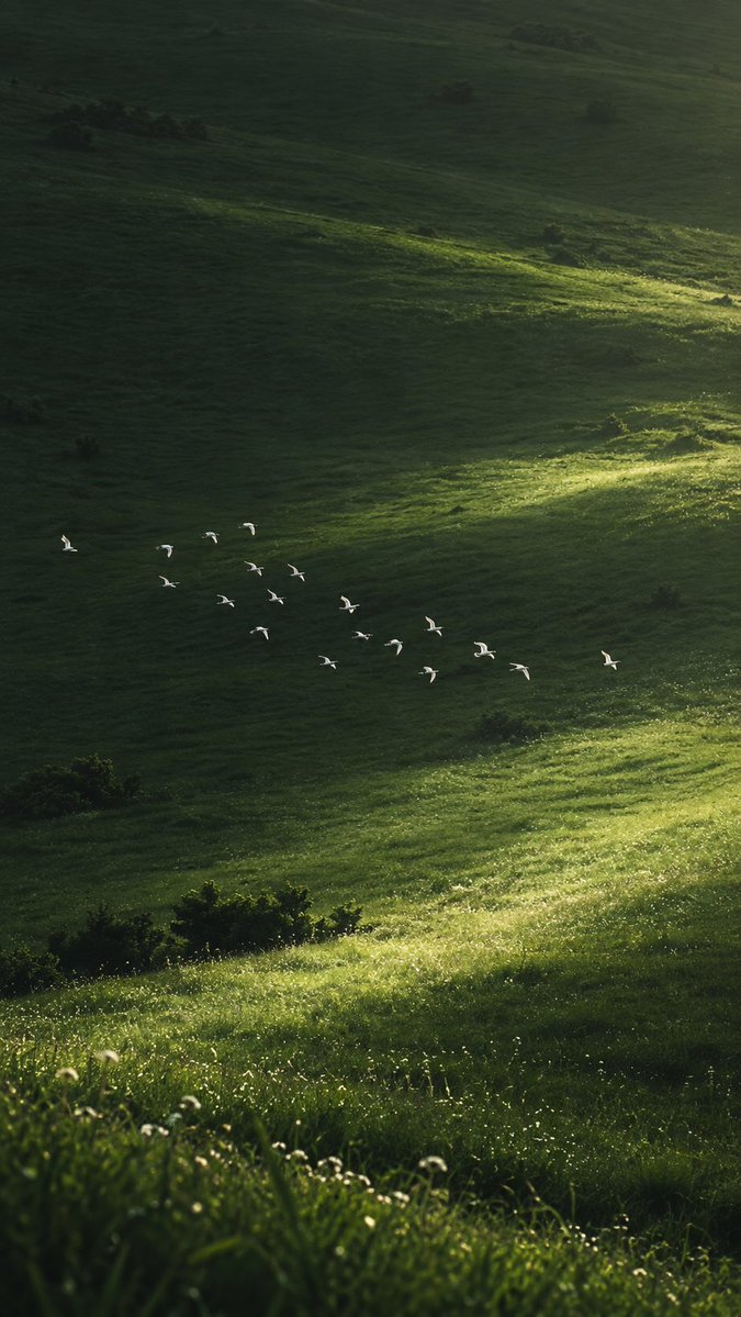 aestheticwabi's tweet photo. green serenity https://t.co/FjHxlWtKn0