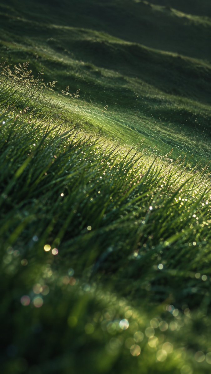 aestheticwabi's tweet photo. green serenity https://t.co/FjHxlWtKn0