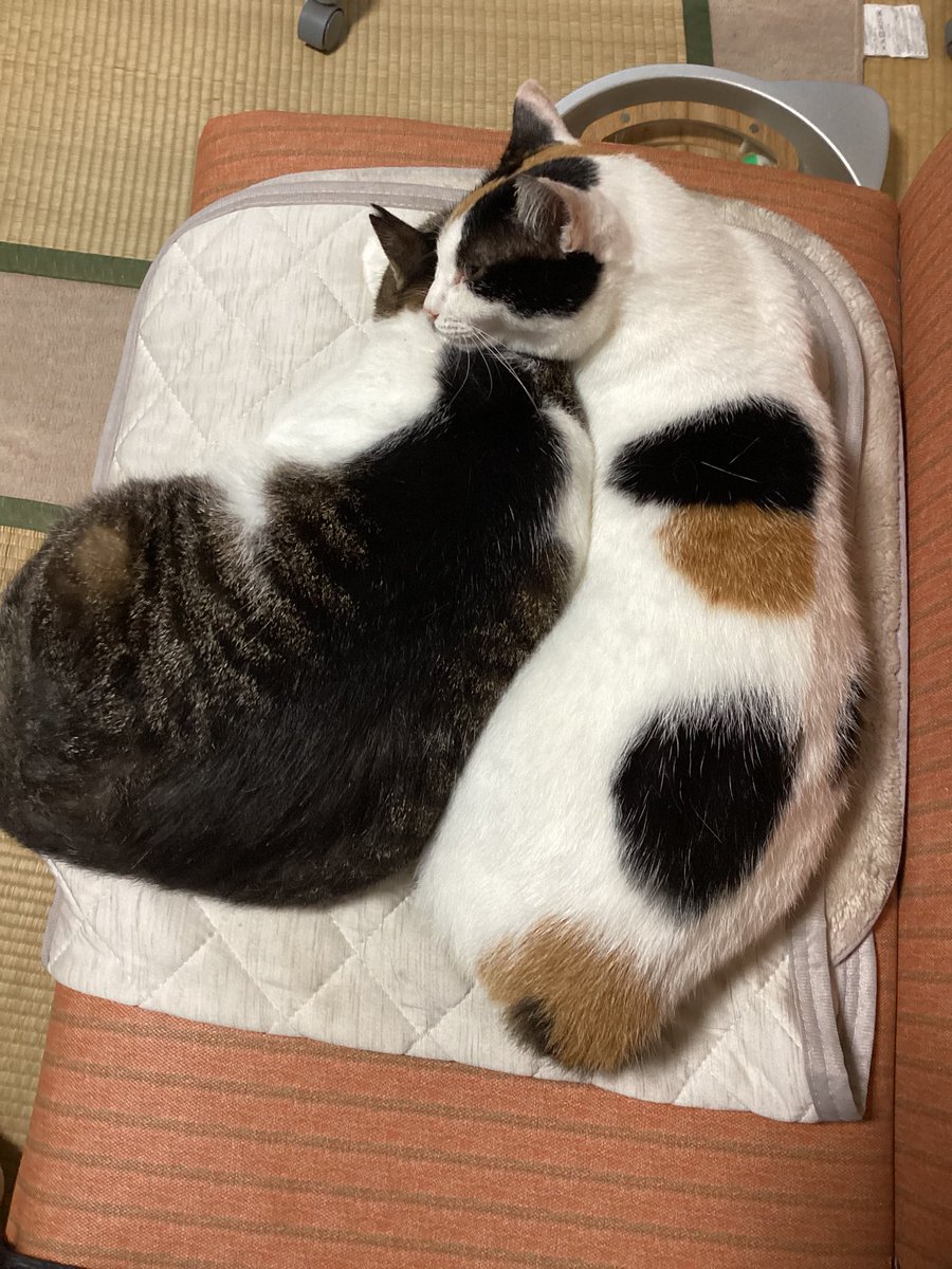 tty4522's tweet photo. おはよー https://t.co/h9As8sgO2s
