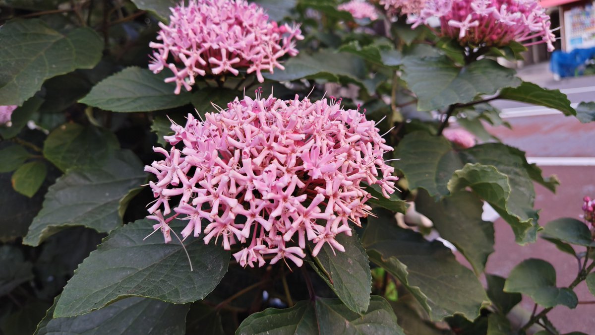 hirotonabe's tweet photo. おはようございます。
東京は雨の朝です。
今日も素敵な一日を〜 https://t.co/fas614H2rT
