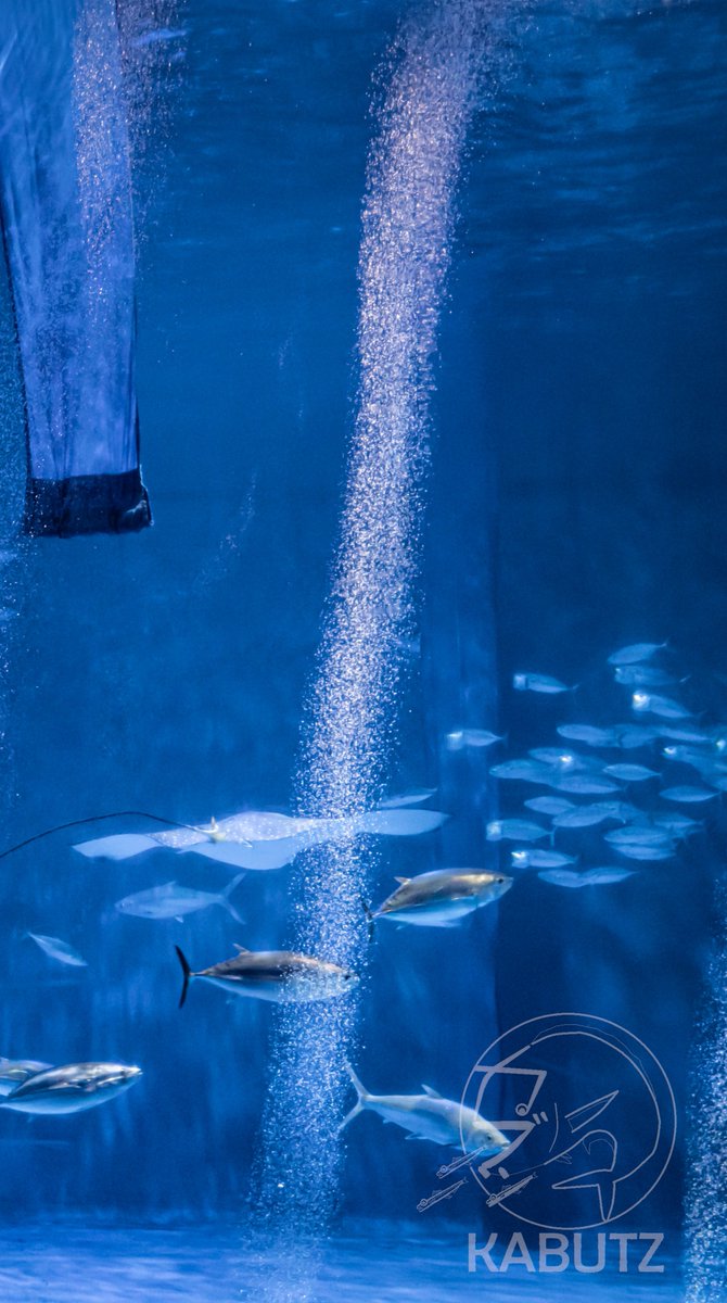 tan_sui_kabutz's tweet photo. また来いよ、と言ってくれた気がした
#いおワールドかごしま水族館 https://t.co/Ko9qpik9vc
