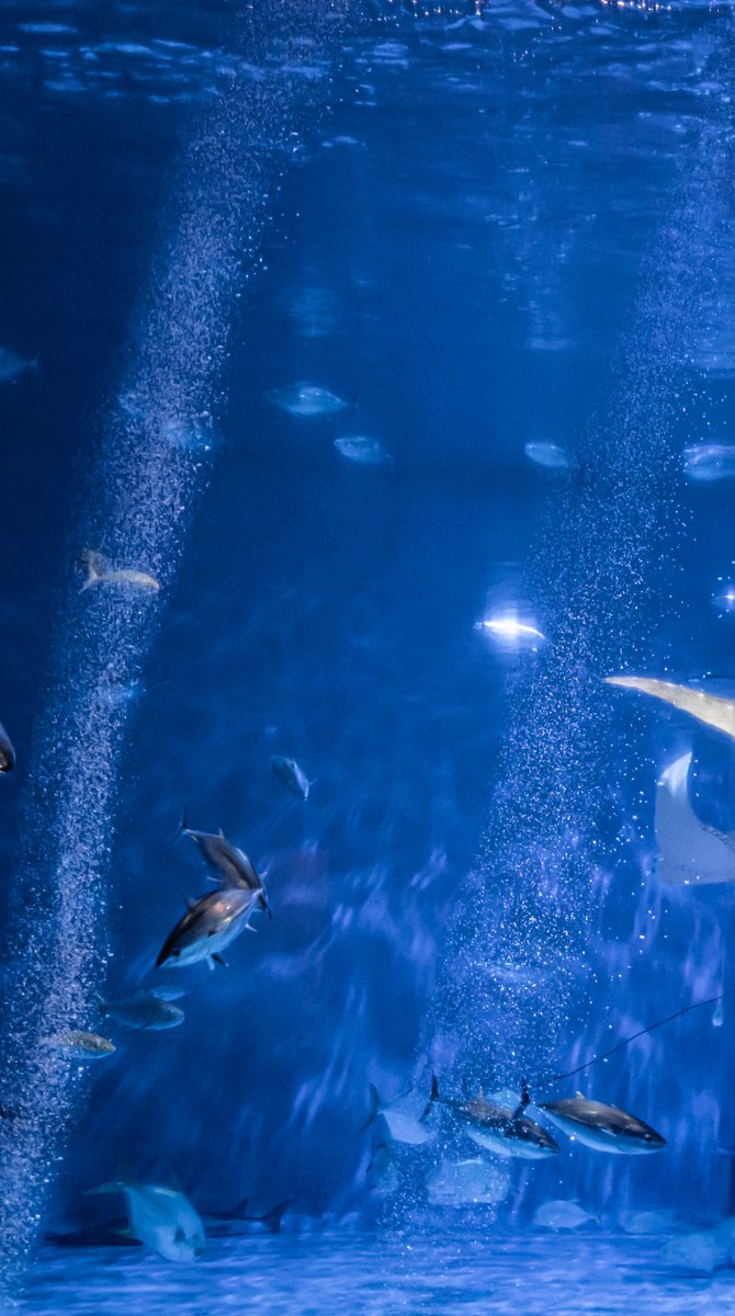 tan_sui_kabutz's tweet photo. また来いよ、と言ってくれた気がした
#いおワールドかごしま水族館 https://t.co/Ko9qpik9vc