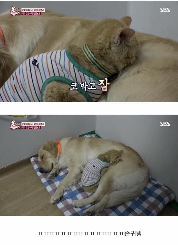 small__cute_'s tweet photo. 코박고 잠. https://t.co/hGGUoSSacN