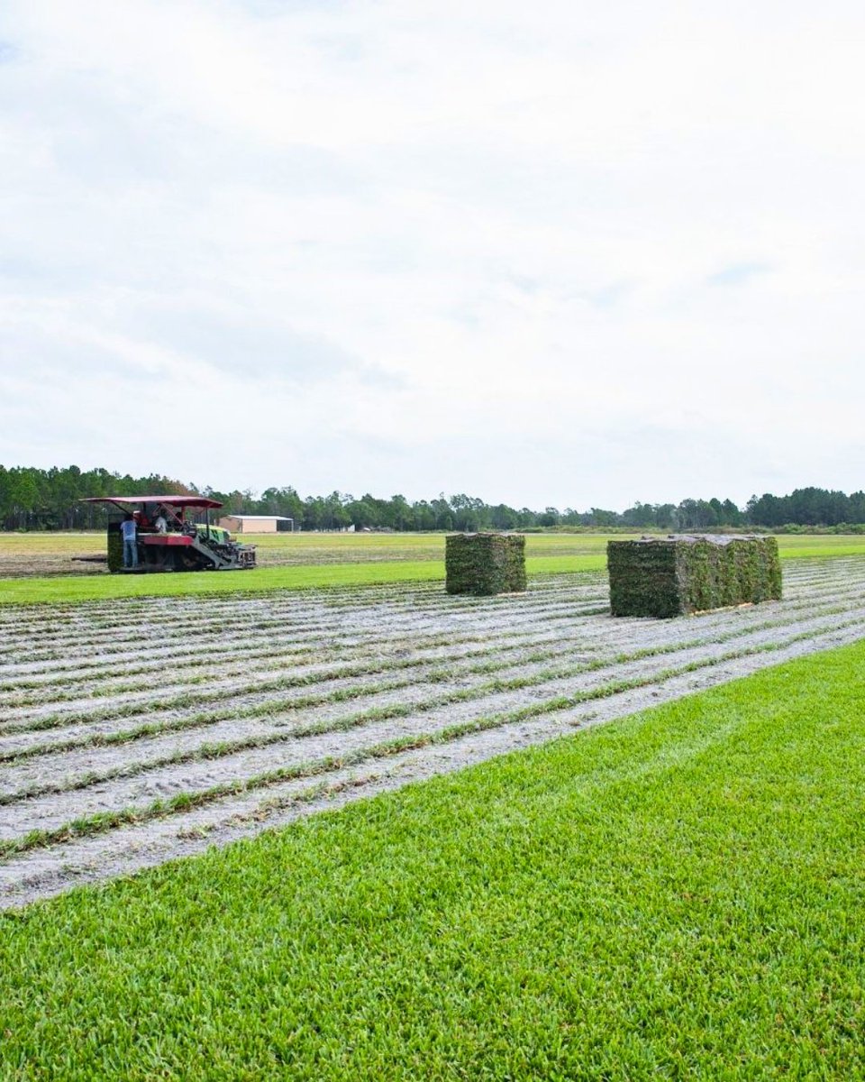 BethelFarms's tweet photo. Freshly cut and ready to go! Every pallet is harvested right from our fields, ready for its next journey to you. 

#BethelFarms #Harvest #FarmLife #Farm #Farmtok #Grass #SodFarm https://t.co/2SA58zKSd9