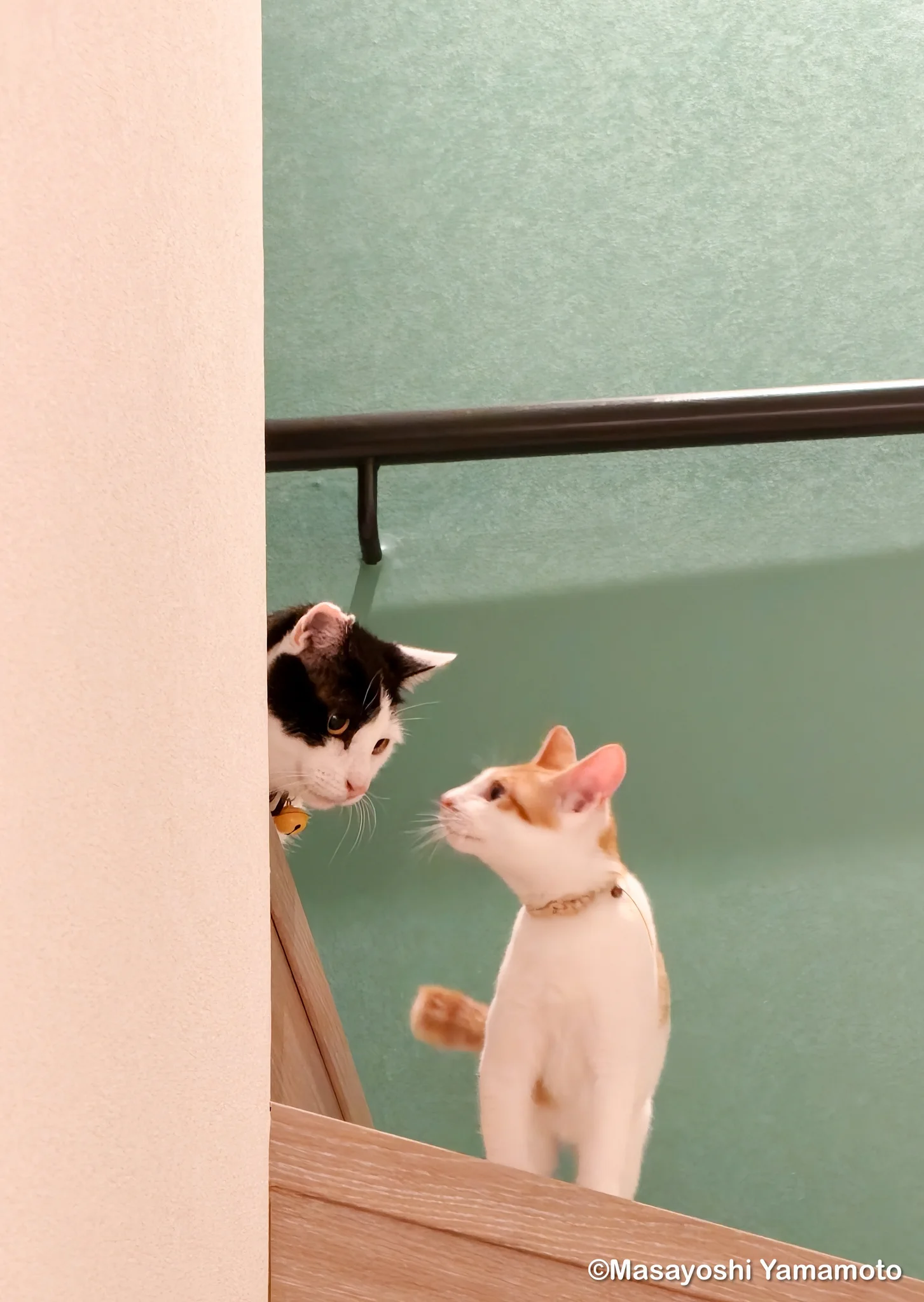 ︎山本 正義 (Masayoshi Yamamoto)立ち猫®︎ on X: 