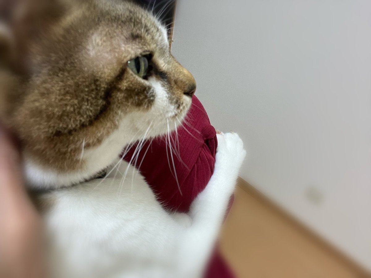 harmonieFerrz9's tweet photo. おはようございます😃

ちょっと
ほんのちょっとだけよ

面倒くさがりの中の人です

肩に乗せるべきは
ネコ様ではなく
ヴィオラ🎻だとはわかっていますが、

ケース出す
開ける
肩当てつける
弓張る
松脂塗る
調弦する……

の道のりが遠く感じてしまうのです…
ﾕﾙｼﾃ(´ω`) https://t.co/tF2bJnSoYX
