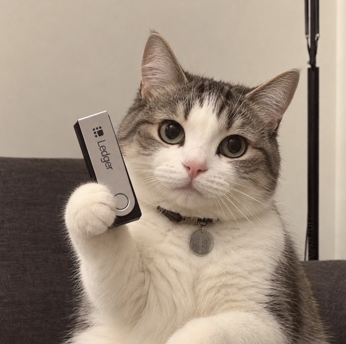 famousjeet's tweet photo. $LCAT just launched pretty good entry rn https://t.co/djJe2UPWlU