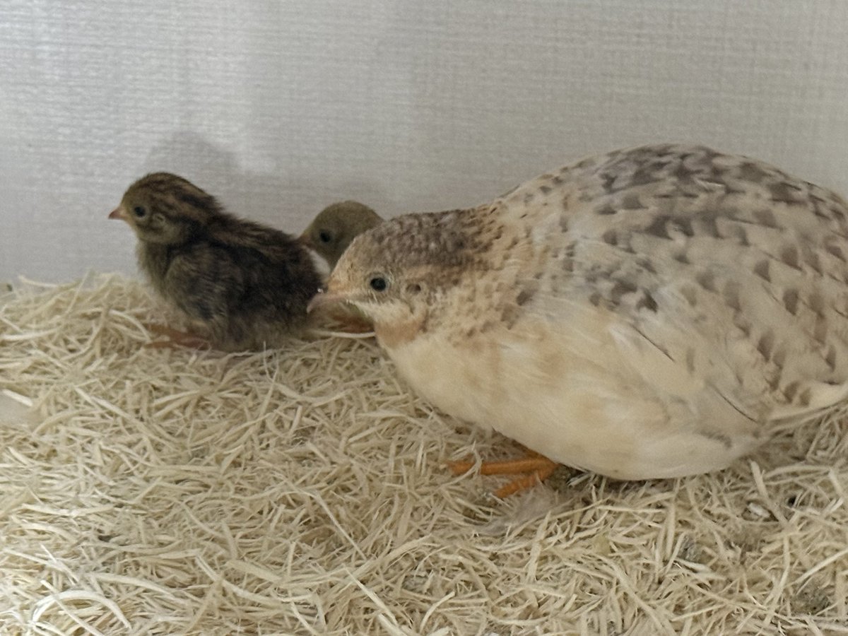 fukumarohimeuzu's tweet photo. ちびちゃんたち順調に育っております🐤
朝ようかん愛でてたら脱走され手が届かない家具の隙間に入られて会社遅刻するかと思ったよ😇 https://t.co/9MozIPkHti