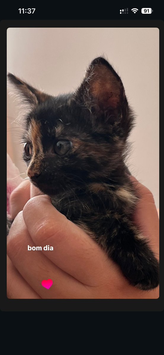 oultimocisne's tweet photo. primeira foto que tirei/ a mais recente 

bibiiiii 😭😭🤍🤍🤍 https://t.co/BXid7eN0N0
