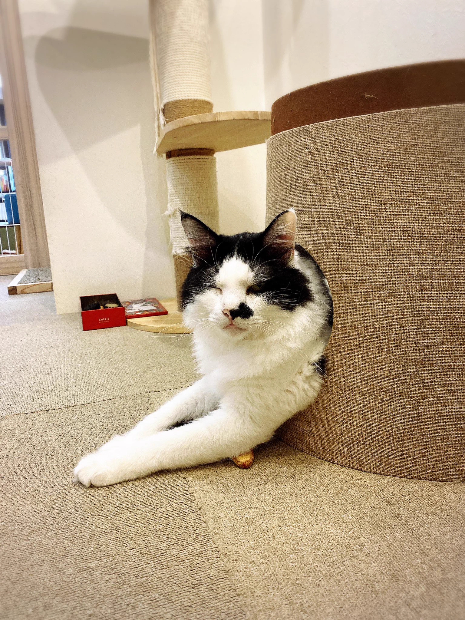 猫ママさん 猫ママ (@catcafe_coron) / X