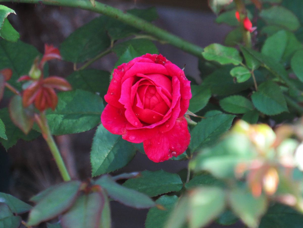 MatthewShute's tweet photo. Soothed from slumber, a sanguine starlet
soon starts stirring, silken &amp; scarlet
#RoseWednesday
🍃 🌹 💗 💚 https://t.co/XPZH9k3tVc