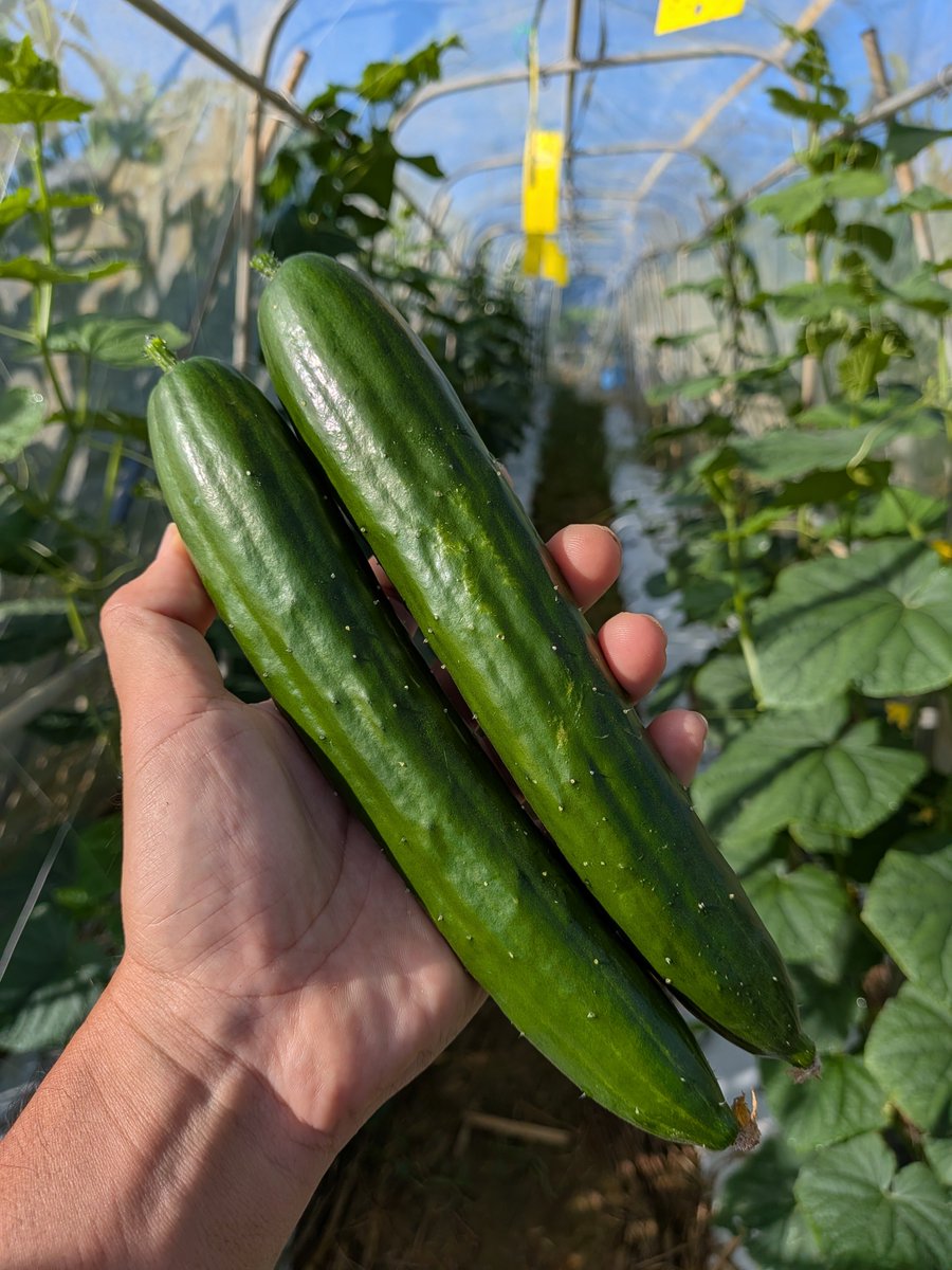 GorelaNY's tweet photo. のはら🥒きゅうり好き
「きゅうり高くて買えんなー」

ははのはら
『なんで自分で育てらいいさー、畑あるのに』

という会話をきっかけに、露地の簡易ネットハウスではじめて育てた初物きゅうりが今朝採れました

夏の露地できゅうりを育てるという初経験を経て、のはらはきゅうりお育てさんレベル１に https://t.co/3yXhfR4VkZ