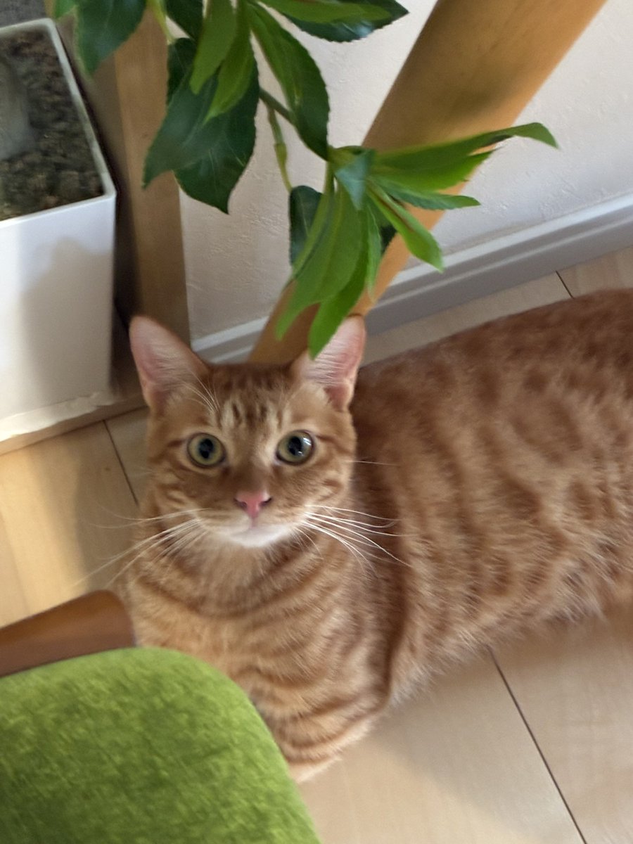 ChakoShodo's tweet photo. おはようございます

#猫　#茶トラ https://t.co/8gZ0W0t5m0