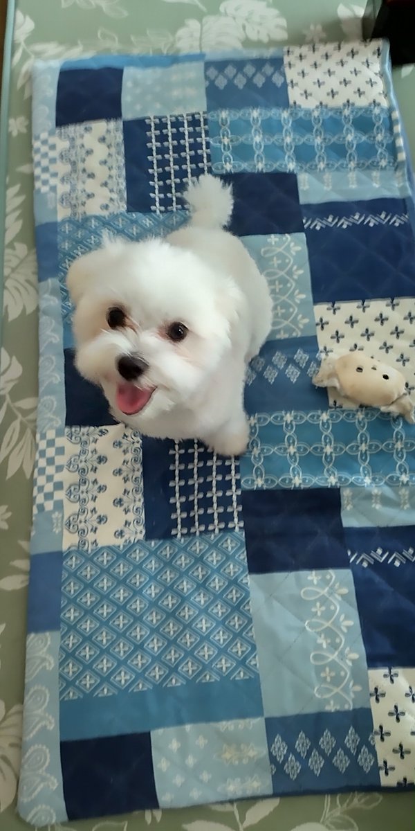 chari_mama22's tweet photo. ☔お散歩行けないので、家の中ずっと付きまとわれています😅
#マルチーズ
#犬好きさん https://t.co/yVE5vbPBOe