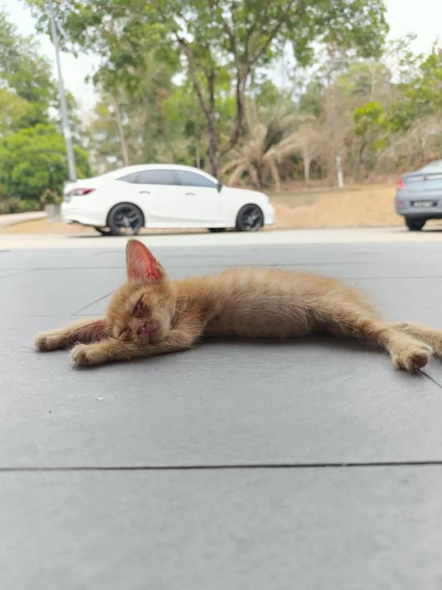 cats_rehome's tweet photo. With a very heavy heart. New kitten yg baru dibuang. Looking for a kind heart people yg sudi adopt mereka. Sini byk anjing. Please bring them home 🥲
Rumah aku full dah. No more space, i have 40cats already 😭😭 

📍Kebayan Kg Kopok Baru, Pasir Gudang. https://t.co/Kc9akvczFJ