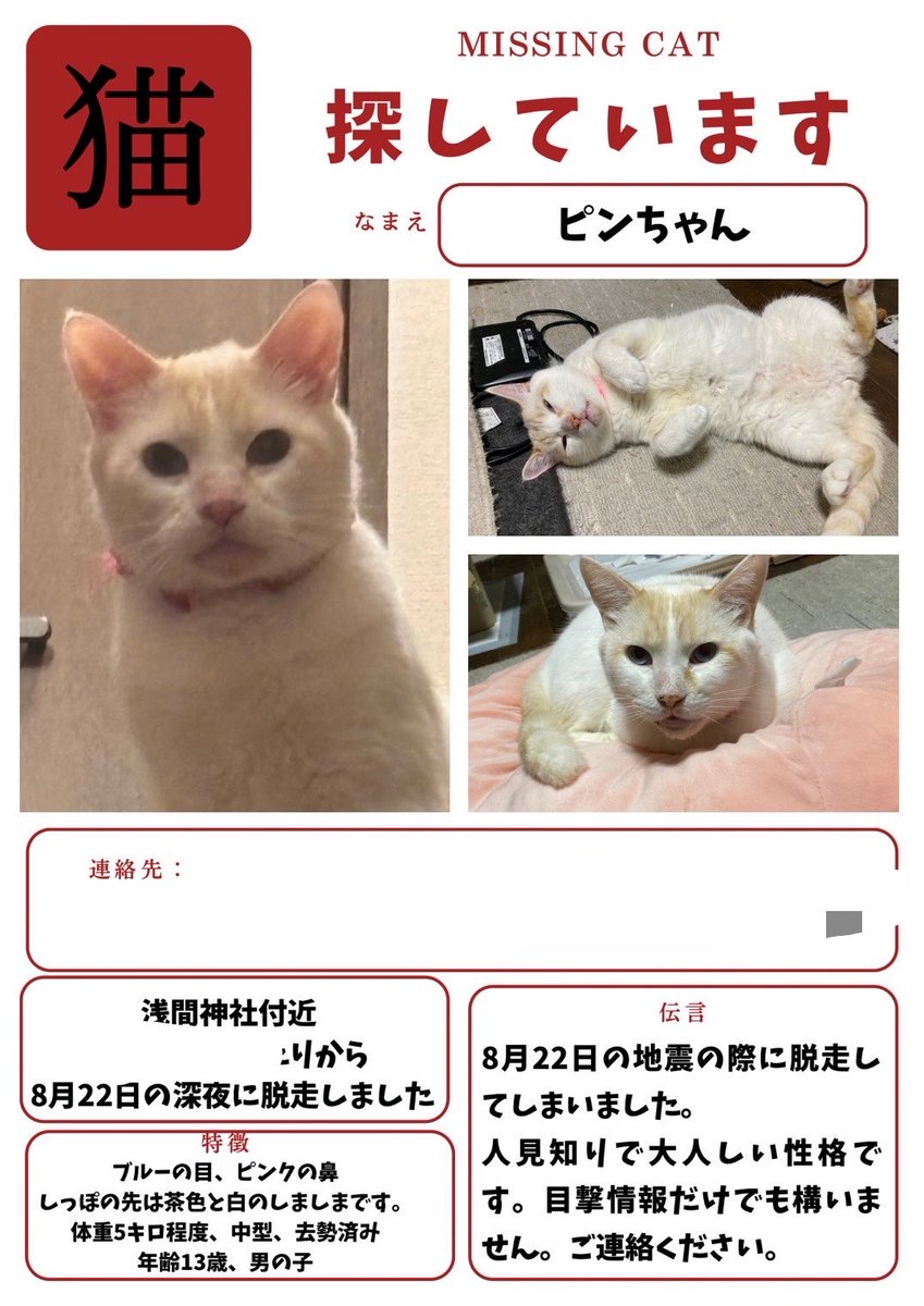 PETHELP1997's tweet photo. ⚠️【猫を探しています】⚠️ 拡散希望⚠️

日時・8月22日から迷子猫

場所・千葉県・柏市・逆井(浅間神社付近)

名前・ピンくん(オス)

情報・臆病・年齢13歳・体重5キロ(茶白)・去勢済み・(赤色の首輪しています※外れている可能性あり)

特徴・ブルーの目にピンクの鼻・しっぽの先は茶色と白のシマシマ

見かけたらご連絡お願いします🙌

#迷子猫 #ペット探偵 #猫探偵 #迷子ペット #拡散希望 #千葉県 #柏市 #逆井