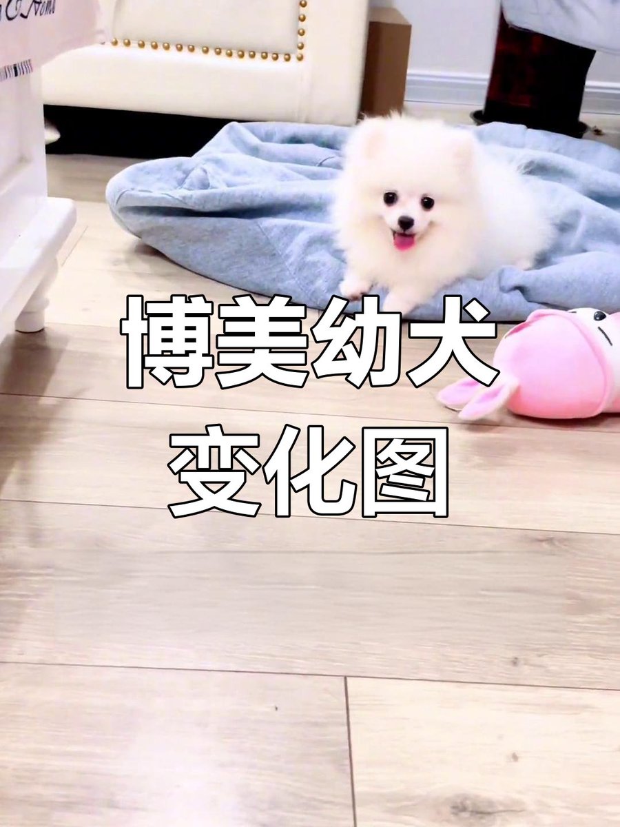 rosyl348771's tweet photo. My pup Mochi just hit 6 months old! Swipe to see her go from wobbly little bean to zooming fur baby in 180 days , https://t.co/JcfEX65q0c