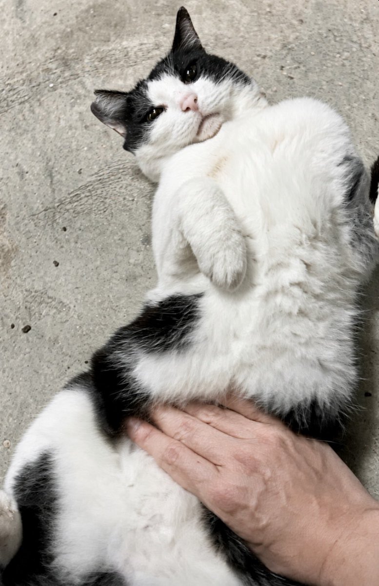 bucchang22's tweet photo. こんなバブかわいい地域猫います？13歳やで https://t.co/0vaMgEr1OB