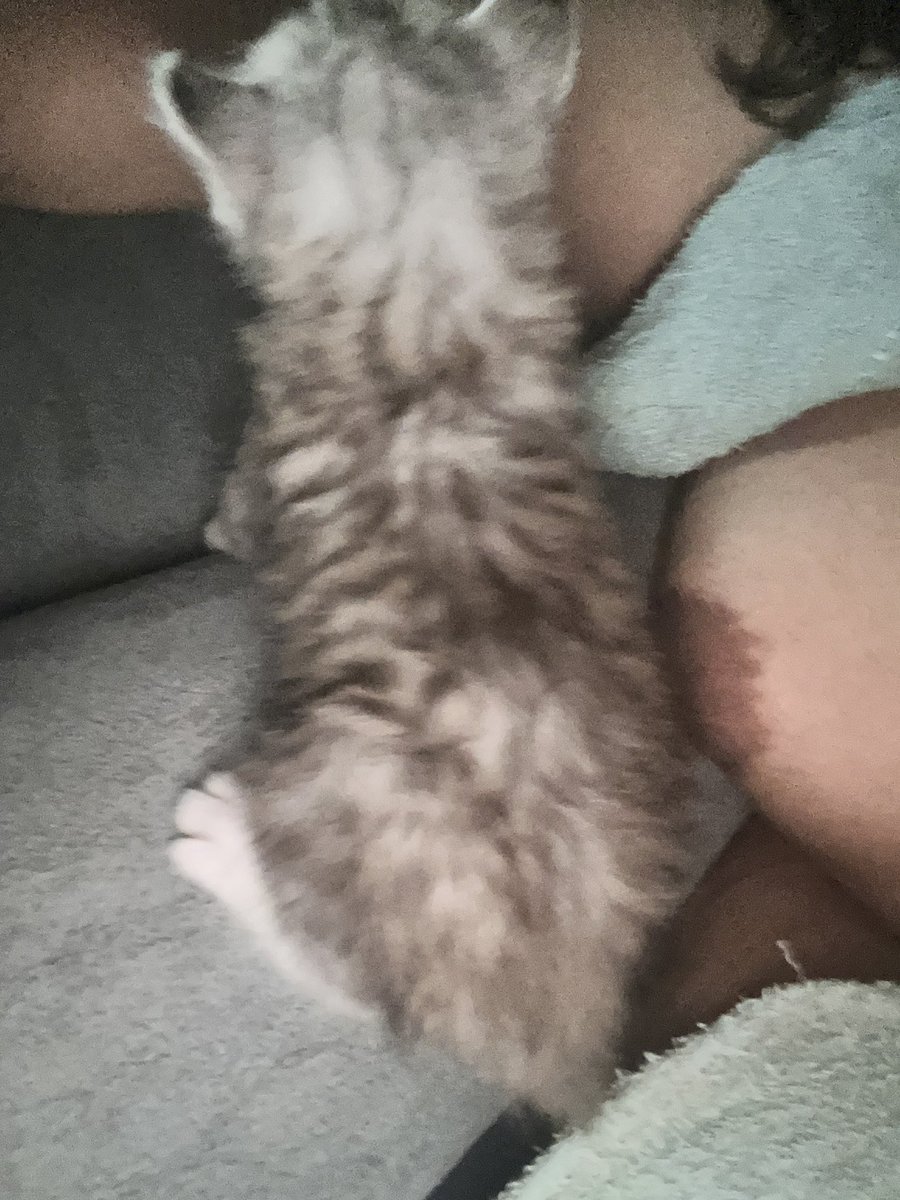 qkaql19's tweet photo. Meow https://t.co/rRrnfYBVoI