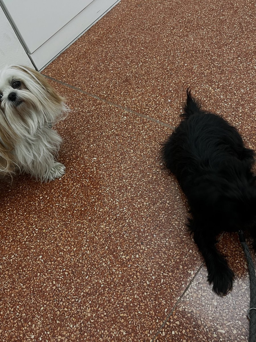 penelopehaller5's tweet photo. Happy International Dog Day at Kunstpalast with my friends Betsy the Baroness, Bambi, and Sissi. https://t.co/hTyKx1NmSb