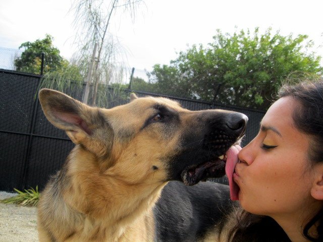 Dogknotter8's tweet photo. Love is a wet nose and a wagging tail. Slide Dm link on bio for kinky content 🔞🐾❤️
#dog #puppy #doge https://t.co/h50l32K791