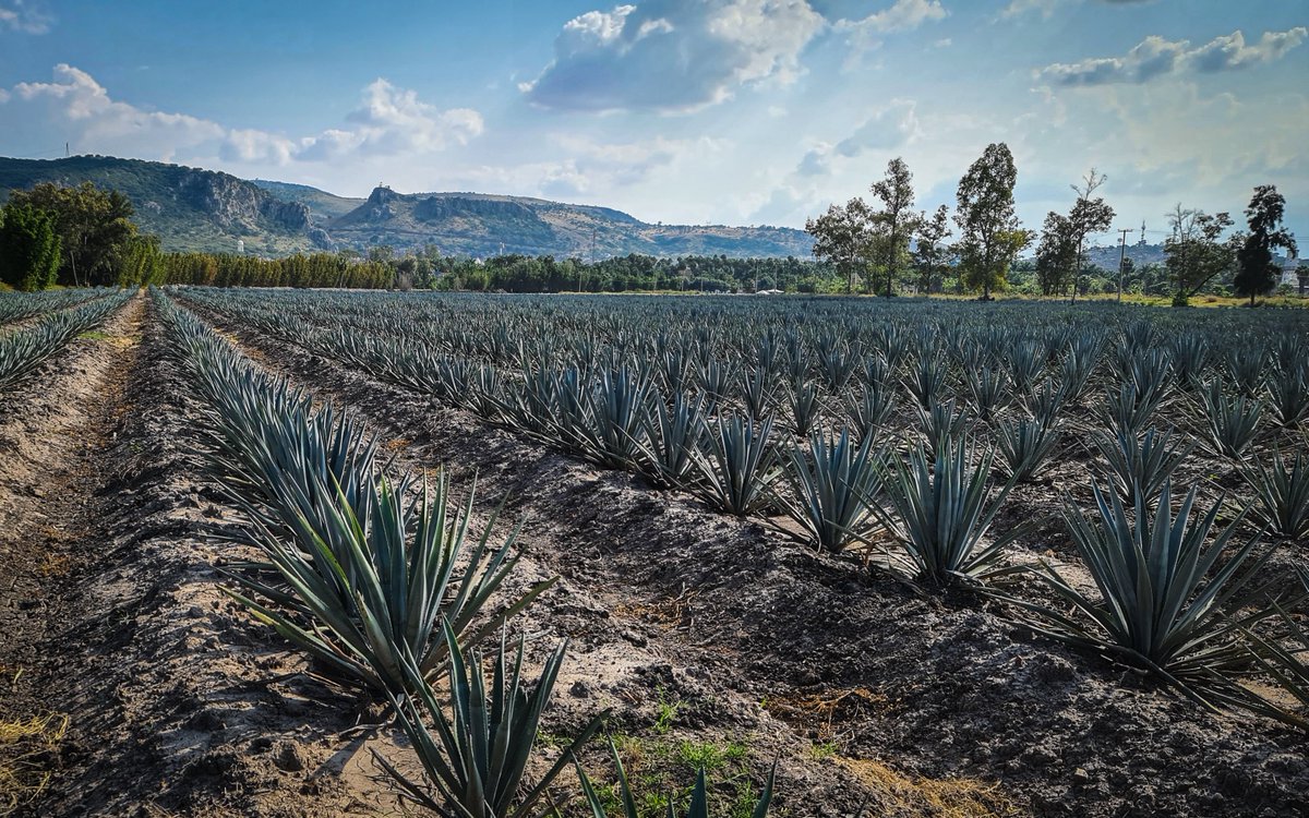 ricardoromal's tweet photo. Tierra de agave, tierra mexicana
#ThrowbackPhoto #Jalisco #México #SamsungS20Ultra https://t.co/C9GrJQPota