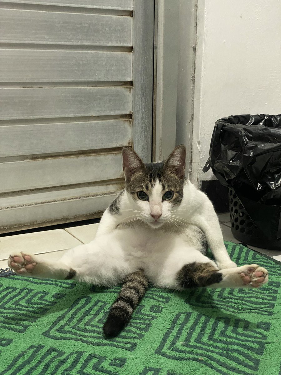 ipansepentin's tweet photo. kucing lu member pilates https://t.co/8l0aCTddez