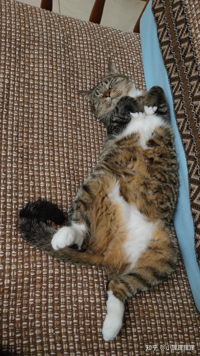 alisr965484's tweet photo. My grumpy cat just rolled over for belly rubs like I hung the moon  Best 2am buddy ever. https://t.co/HCMu8sfzCt